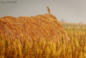 IIP Online Student Photography
