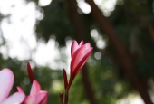 IIP Online Student Photography