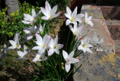 IIP Online Student Photography