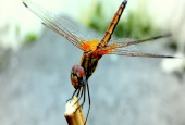 IIP Online Student Photography