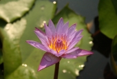 IIP Online Student Photography