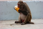IIP Online Student Photography