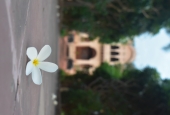 IIP Online Student Photography