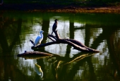IIP Online Student Photography