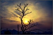 IIP Online Student Photography