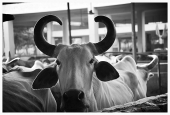 IIP Online Student Photography
