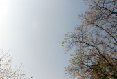 IIP Online Student Photography