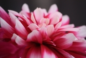 IIP Online Student Photography