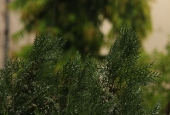 IIP Online Student Photography