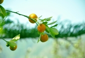 IIP Online Student Photography