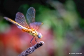 IIP Online Student Photography