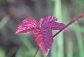 IIP Online Student Photography