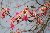 IIP Online Student Photography