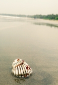 IIP Online Student Photography