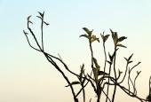 IIP Online Student Photography