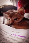 IIP Online Student Photography