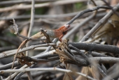 IIP Online Student Photography