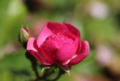 IIP Online Student Photography