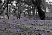IIP Online Student Photography