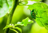 IIP Online Student Photography