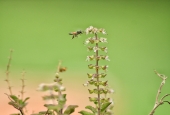 IIP Online Student Photography