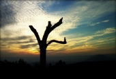 IIP Online Student Photography