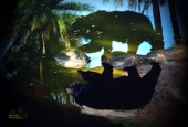 IIP Online Student Photography