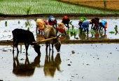 IIP Online Student Photography