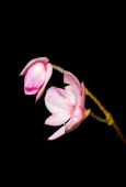 IIP Online Student Photography