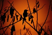 IIP Online Student Photography