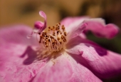 IIP Online Student Photography
