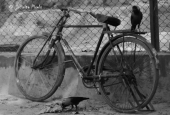 IIP Online Student Photography