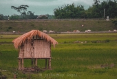 IIP Online Student Photography