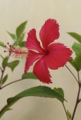 IIP Online Student Photography