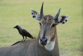 IIP Online Student Photography