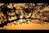 IIP Online Student Photography