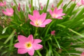 IIP Online Student Photography