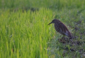 IIP Online Student Photography