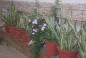 IIP Online Student Photography