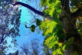IIP Online Student Photography