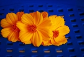 IIP Online Student Photography