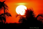 IIP Online Student Photography
