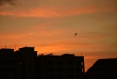 IIP Online Student Photography