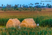 IIP Online Student Photography