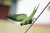 IIP Online Student Photography