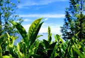 IIP Online Student Photography