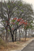 IIP Online Student Photography