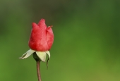 IIP Online Student Photography