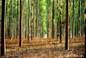 IIP Online Student Photography