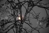 IIP Online Student Photography